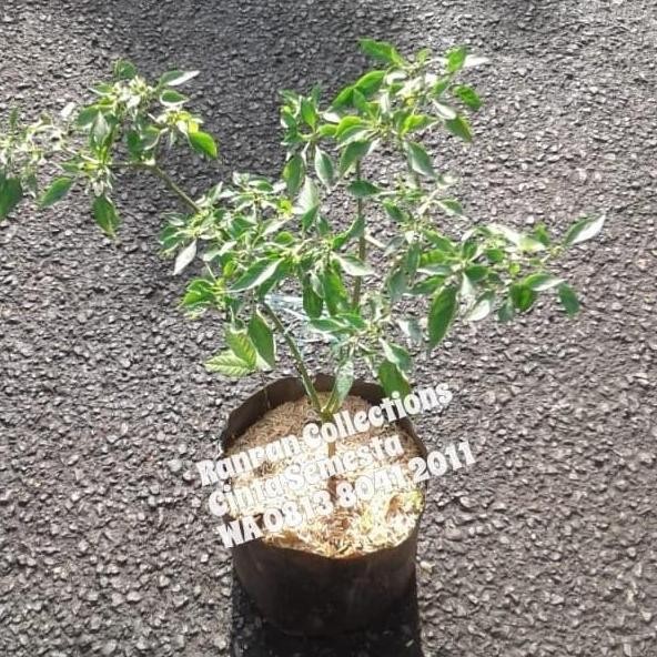 Bibit Tanaman Hias Hidup Cabe Cabai Rit Small Chili Real Plant