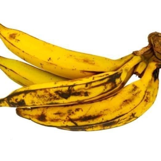 TEERCAYAA Bibit Pohon Pisang Tanduk / Buah Pisang Tanduk MMZ