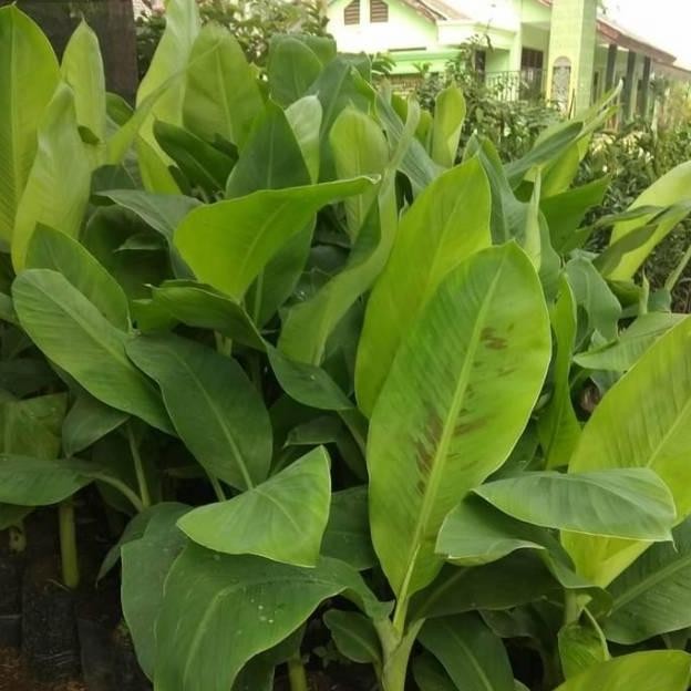 Pohon Pisang Cavendish Kuning/Bibit Buah Pisang Cavendish MMZ