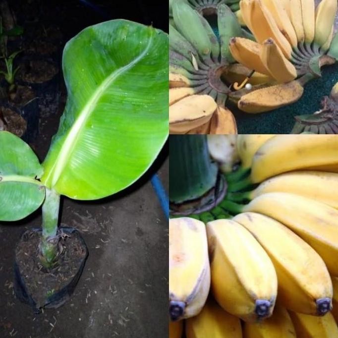 bibit pisang kepok merah asli MMZ