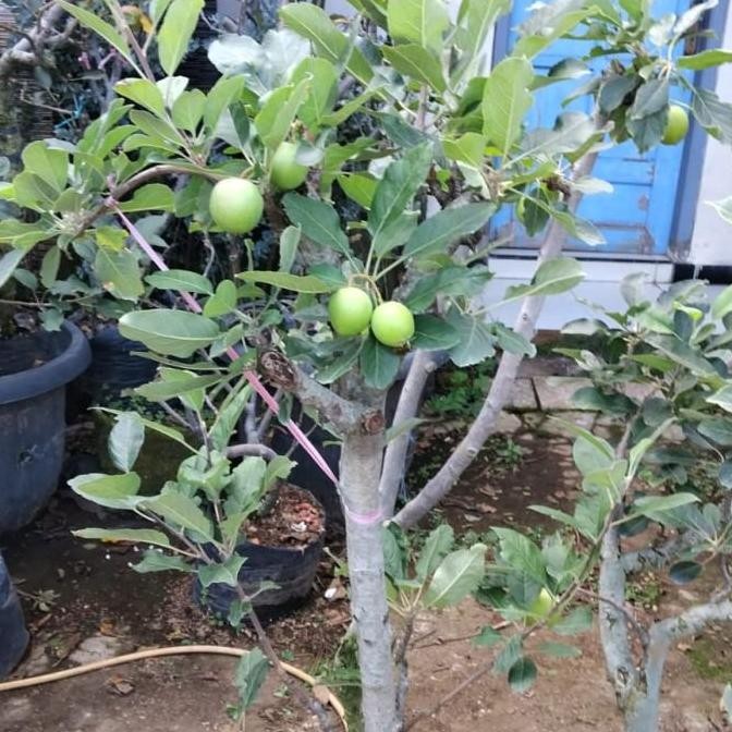 OBRAL bibit tanaman pohon apel anna Berbuah/Pohon apel berbuah/apel berbuah