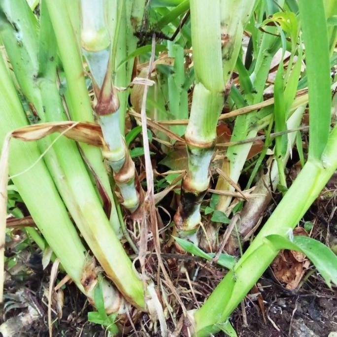 bibit stek rumput odot/rumput gajah 1kg