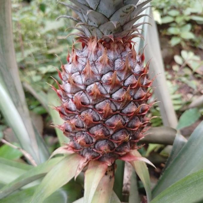 

buah nanas muda/buah ganas