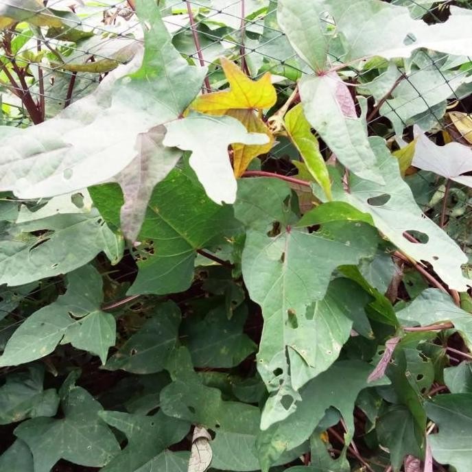 

Bibit ubi jalar ungu 1kg