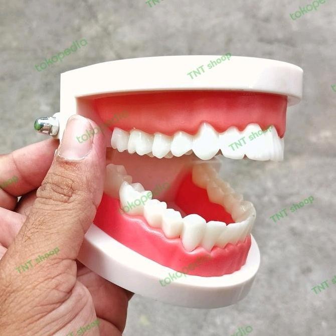 dental model gigi phantom edukasi peraga dental gigi phantom teaching