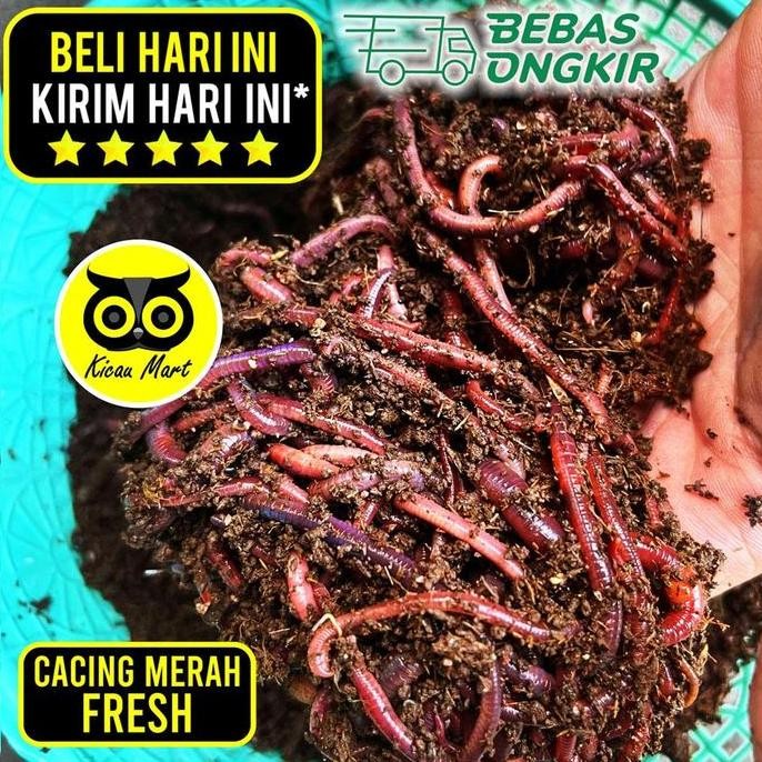 ------] KICAU MART Pakan Ternak Burung Ikan Reptil Cacing Merah ANC Night Crawler Cacing Tanah Umpan
