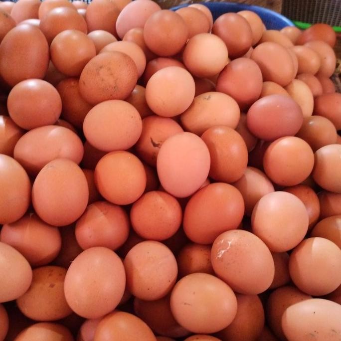 

Produk Baru!! Telur Ayam Negeri 1 Kg - Telor Segar Curah Harian