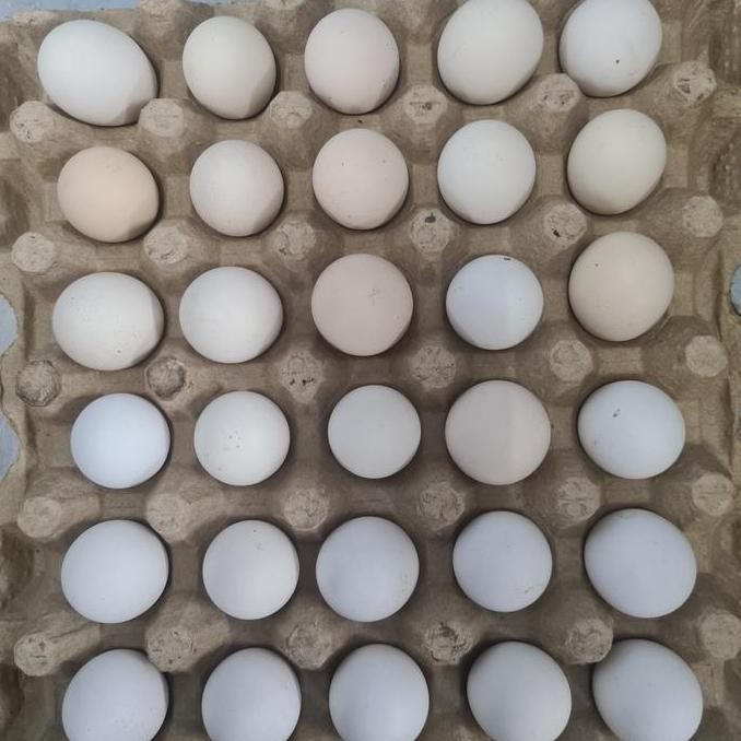 

Produk Baru!! Telur Ayam Kampung Omega Isi 30 Butir Standard Fresh Bergizi