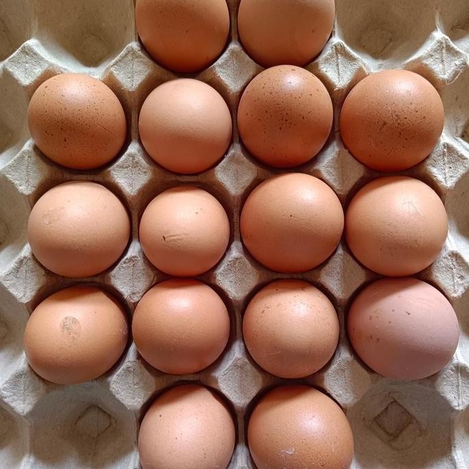 

Produk Baru!! Telur Ayam Negeri Fresh 1kg - Telur Coklat Lokal Segar Harian