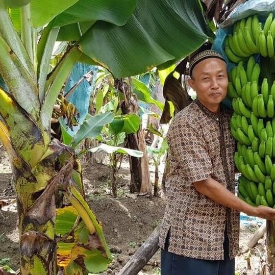 RESTOCK BIBIT TANAMAN BUAH PISANG GIANT CAVENDISH - BELI 3 GRATIS 1 ATV