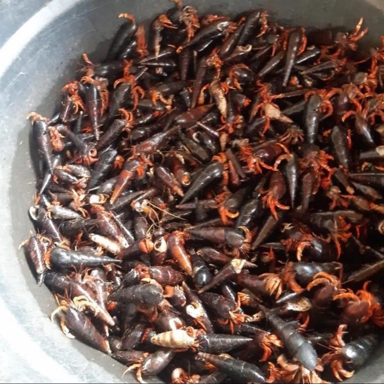 kelomang kerucut hitam umpan pancing dijual per kilo Rp50,000 Nugi