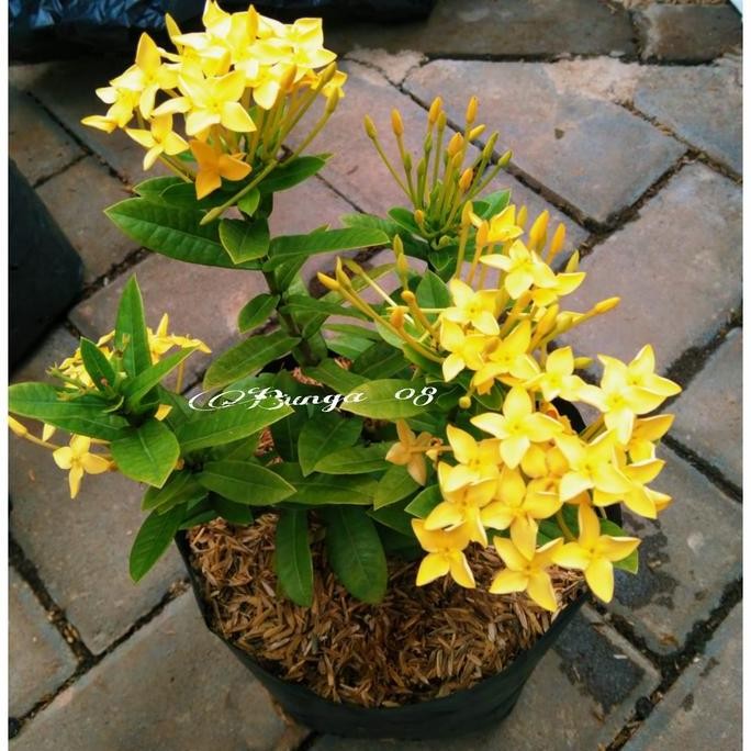 Baru !!! Tanaman hias SOKA / ASOKA KUNING / BUNGA SOKA KUNING