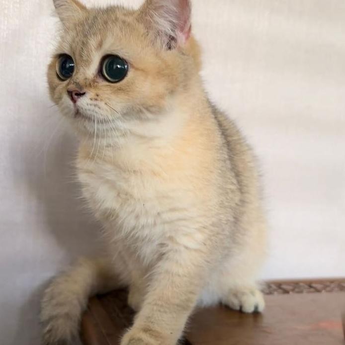 KUCING BSH GOLDEN || BRITISH SHORTHAIR GOLDEN murah