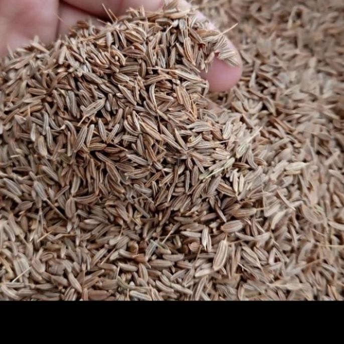 

:0:0:0] CUMIN / ZEERA / JEERA / WANGI INDIA PUNYA /500 GRAM