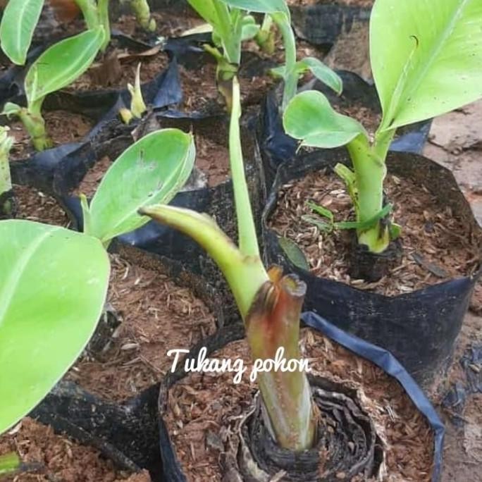 POHON bibit pohon pisang berbuah-tanaman buah pisang