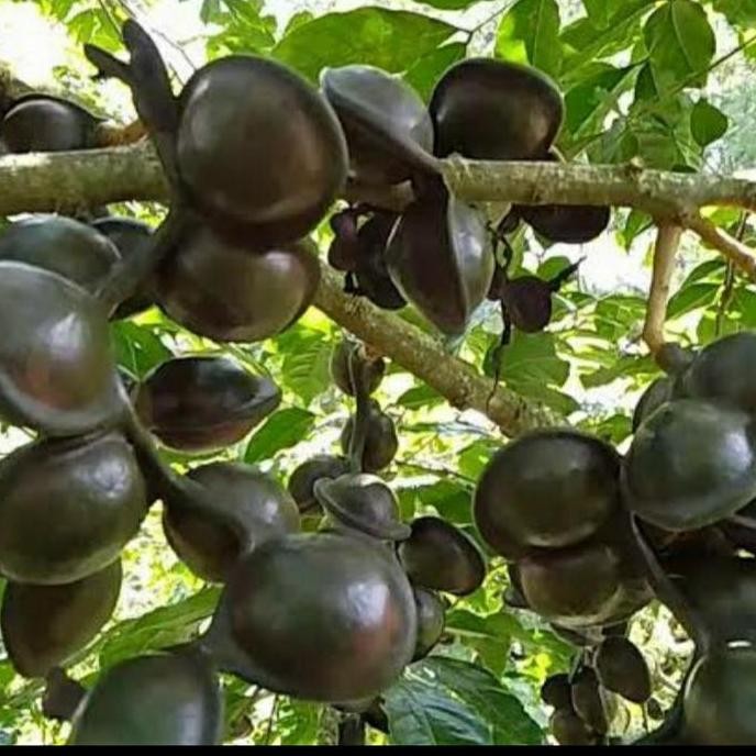 BIBIT JENGKOL SUPER/ BIBIT POHON JENGKOL/ BIBIT TANAMAN BUAH JENGKOL