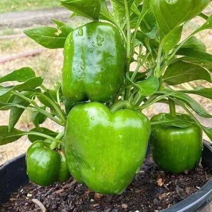 Tanaman Paprika - Bibit Pohon Tanaman Buah Paprika Berbuah
