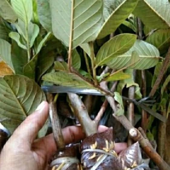 POHON bibit pohon buah jambu kristal putih non biji hasil cangkok cpt