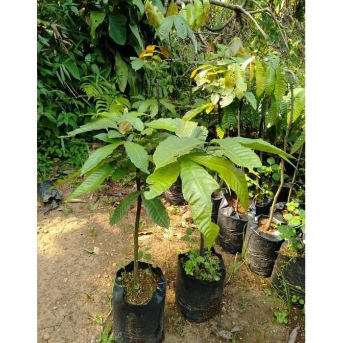 Bibit Matoa Pohon Matoa Bibit Buah Matoa Tanaman Matoa Siap Berbuah
