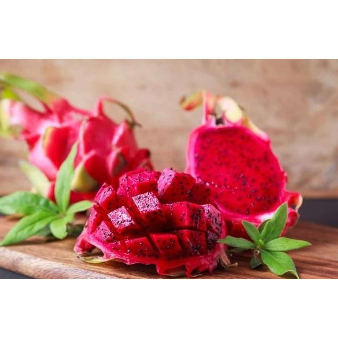 POHON Bibit tanaman buah naga merah/Pohon buah naga merah/Red