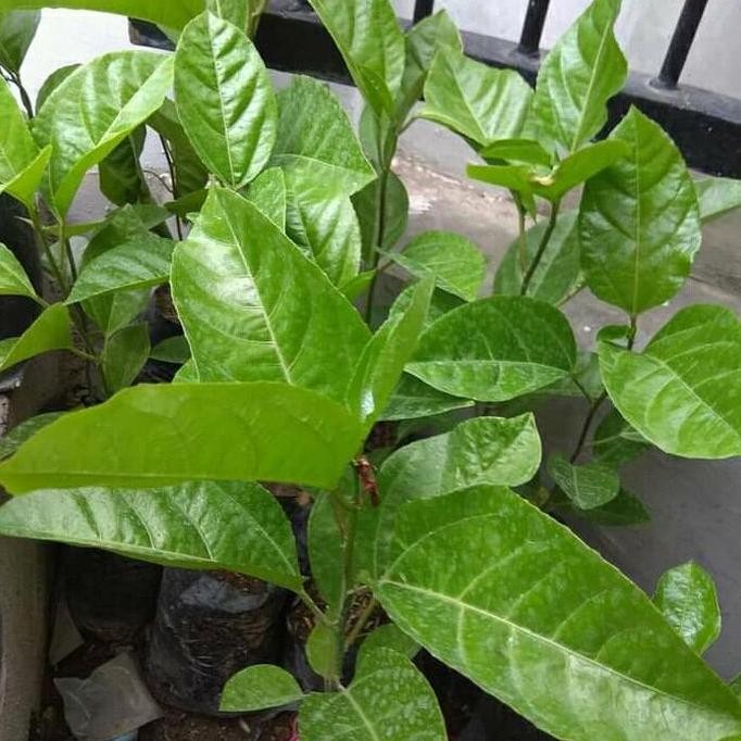 bibit tanaman markisa ungu-pohon buah markisa ungu