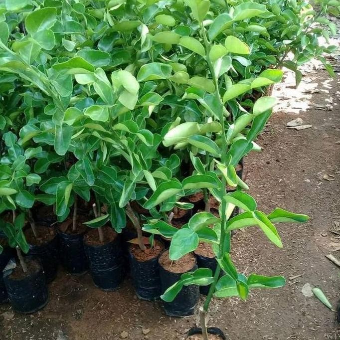 Bibit Jeruk Purut Tanaman Buah Jeruk Purut Pohon Jeruk Purut