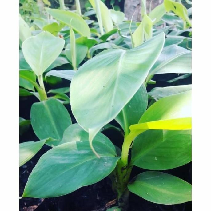 POHON Pohon Pisang Cavendish Kuning/Bibit Buah Pisang Cavendish
