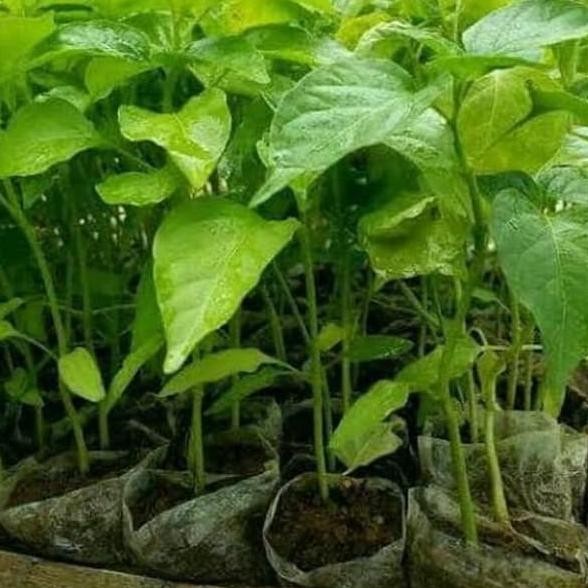 POHON bibit tanaman cabai setan /pohon buah cabai