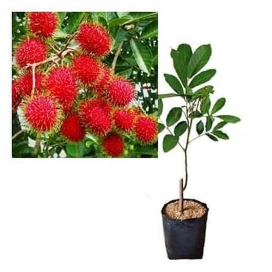 BIBIT RAMBUTAN BINJAI POHON RAMBUTAN BIBIT BUAH RAMBUTAN BINJAI
