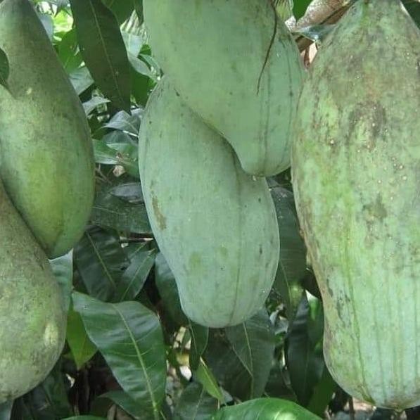Bibit Mangga Mahathir Pohon Mangga Bibit Buah Mangga Mahatir