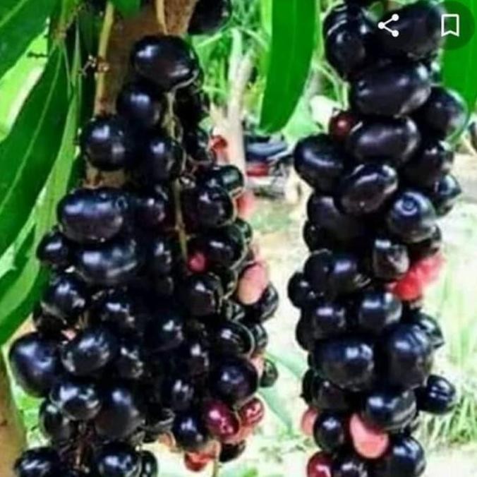FREESS bibit tanaman buah juwet hitam pohon di dalam pot