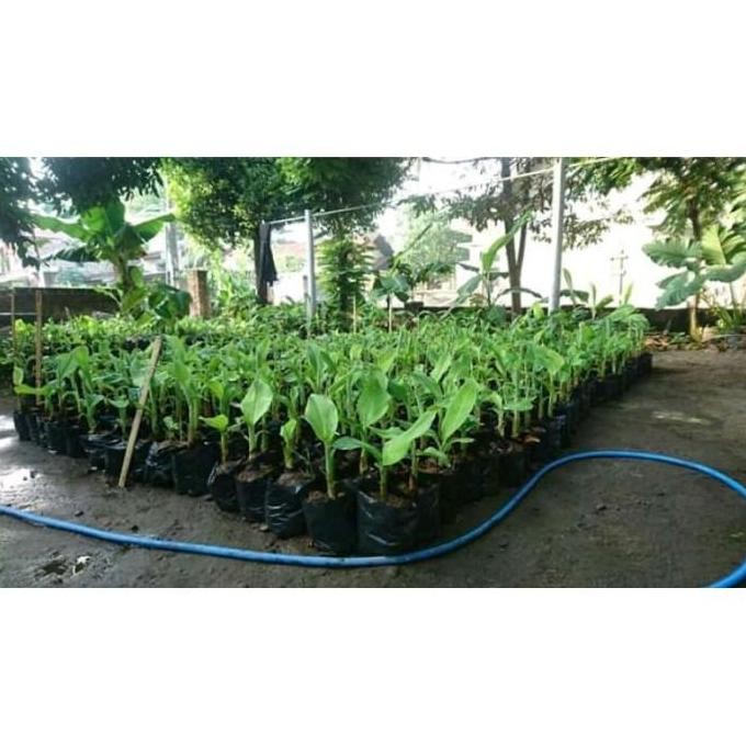 POHON bibit tanaman buah pisang raja pohon di dalam pot