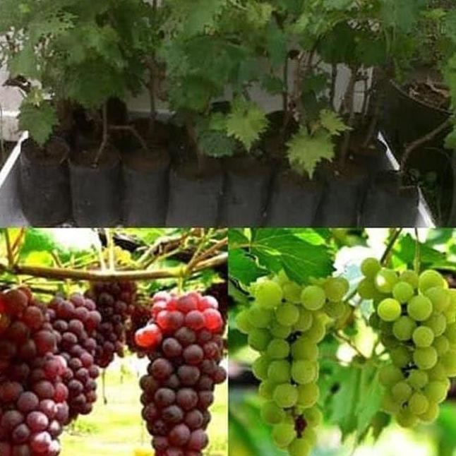 Bibit Tanaman Pohon Anggur Bibit Anggur Tanaman Anggur Buah Anggur