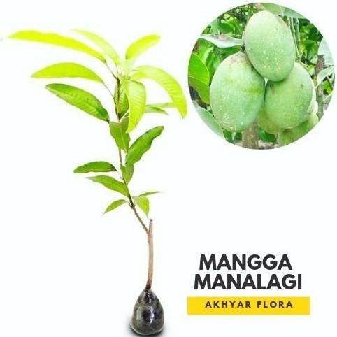 POHON Bibit Mangga Manalagi Pohon Mangga Manalagi Bibit Buah Mangga