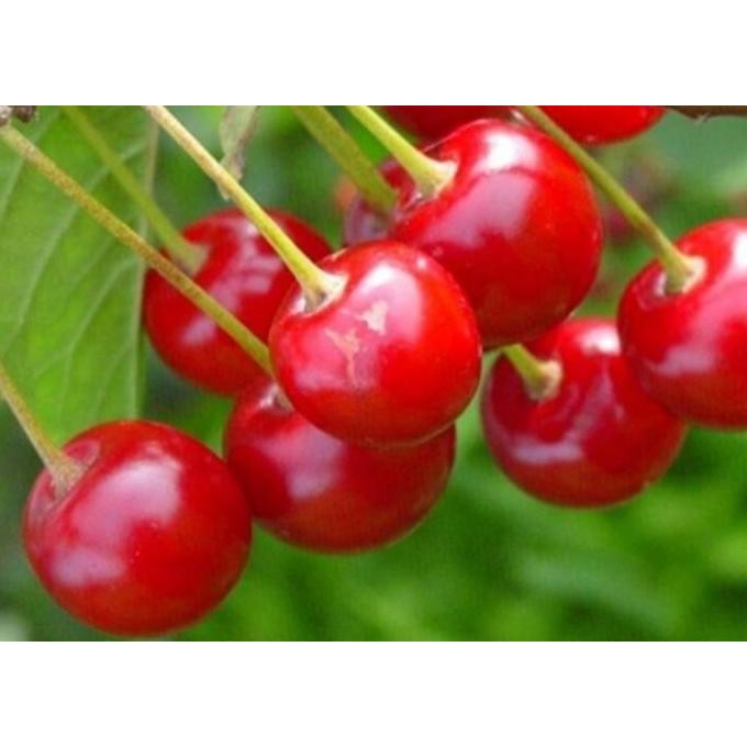 FREESS DISCON bibit Chery/ceri/cerry vietnam pohon tanaman buah