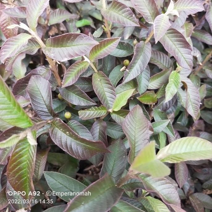 POHON Bibit Tanaman Buah Jambu Biji stralia Jambu Biji Mini Merah