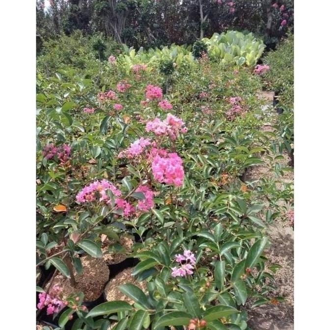 [Expert] Tanaman Bibit bunga sakura jepang sudah berbunga