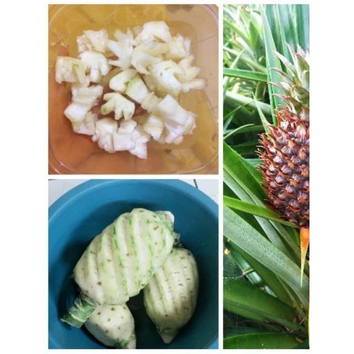 

[]COD[] __ OHI buah nanas muda segar siap ambil ke kebun KC