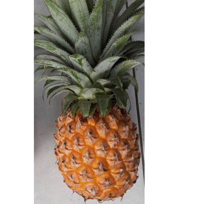 

[]COD[] __ Nanas Madu Belik Pemalang Ukuran SUPER