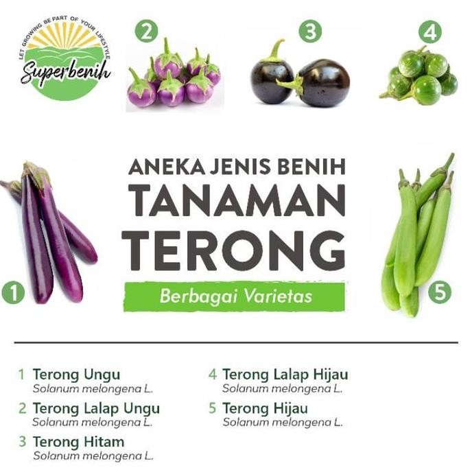 [Expert] Aneka Benih Sayuran TERONG, Terong Hijau, Terong Ungu, Terong Lalap, Terong Putih, Terong L