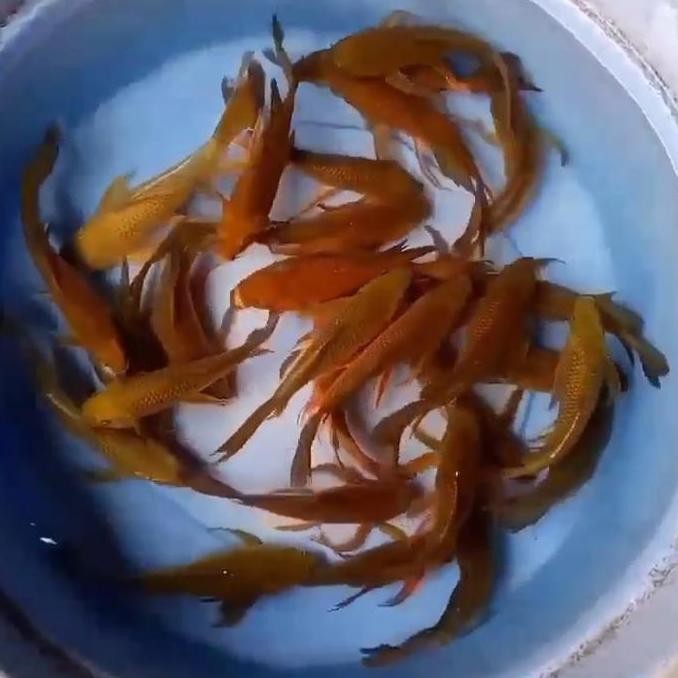 Koi Blitar - Kumpay Chagoi Size 23-25Cm - Penjinak Kolam Co