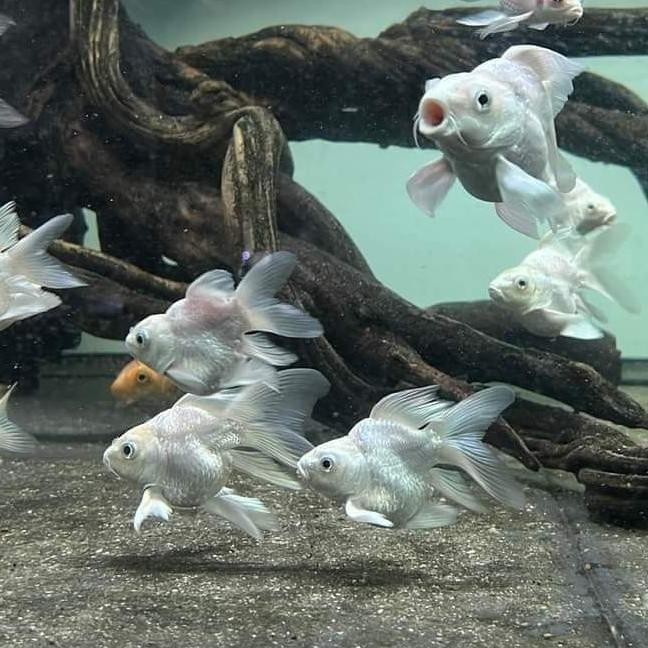 Hudielong Ikan Koi Bulet / Koi Butterfly White Short Body 3-5 Cm / Koi Import Co