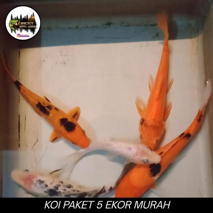 Paket Koi 5 Ekor | 15 Cm Co