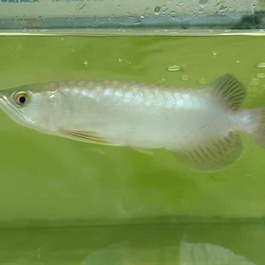 Ikan Arwana Green Pino Co