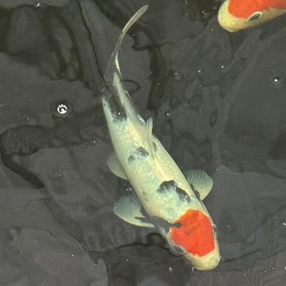 Koi Tancho Showa Doitsu 35Cm - Istimewa Tanco Showa Sanke Gosanke Co