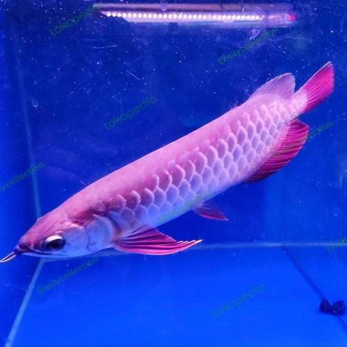 Arwana Golden High Back Red 20-22Cm Co