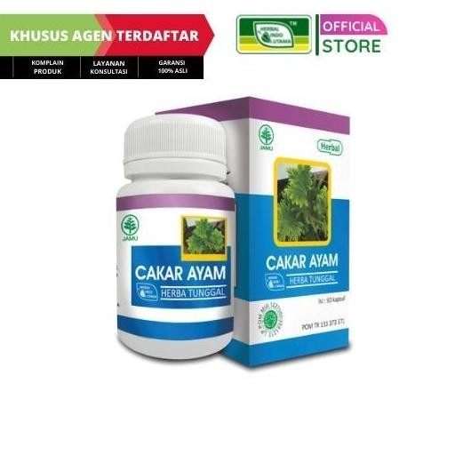 Hiu cakar ayam obat herbal pendarahan