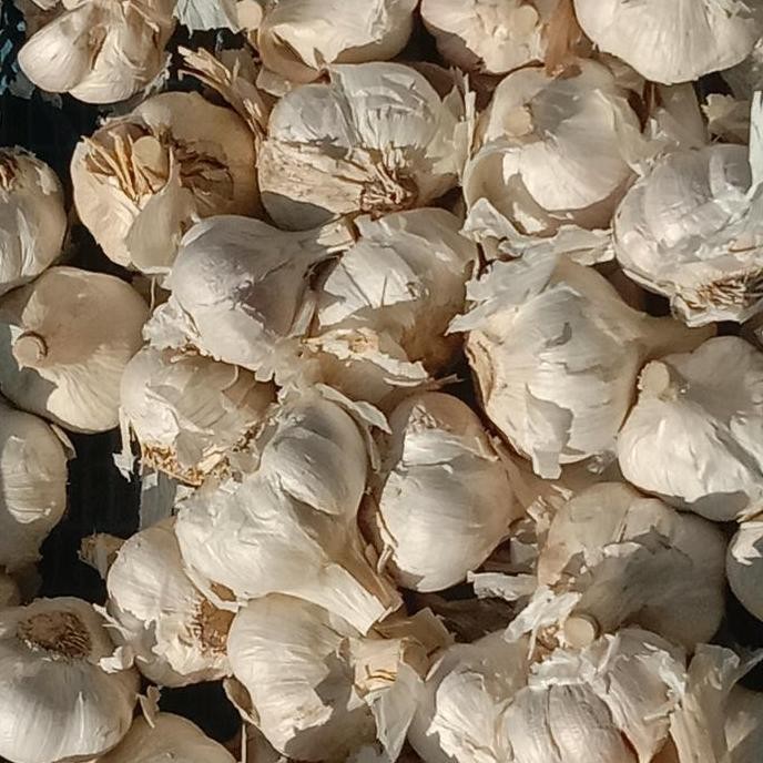 

Original Bawang Putih Kating Premium 1KG Bumbu Masak & Obat Herbal Kualitas Super