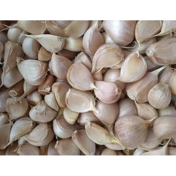

Original Bawang Putih Kating Bersih 500gr Bawang Putih Kupas Siap Masak