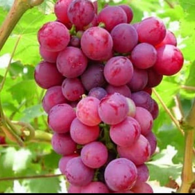 BIBIT ANGGUR MERAH MANIS GENJAH